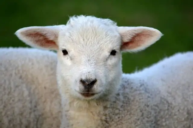 Toutes les superstitions et croyances au sujet de l'agneau