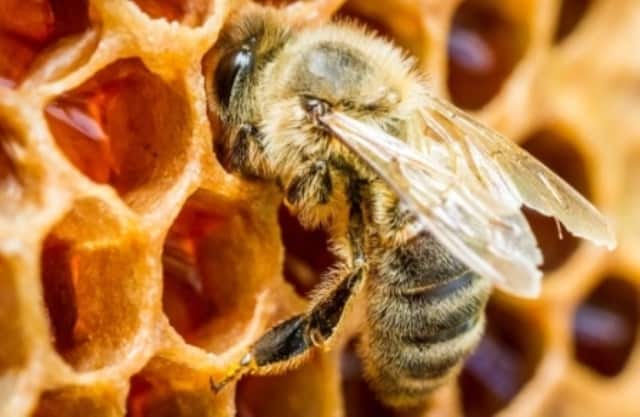Les superstitions sur les abeilles