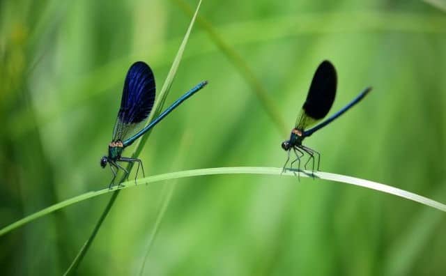 Rêver d'insectes : quelles interprétations, analyses et significations ?