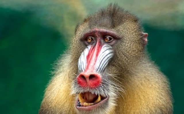 Rêver de babouin : quelles interprétations, analyses et significations ?