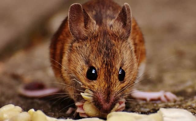 Rêver de souris : quelles interprétations, analyses et significations ?