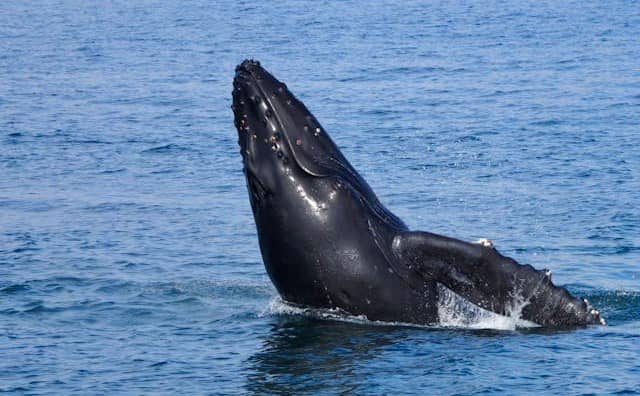 Rêver de baleine : quelles interprétations, analyses et significations ?