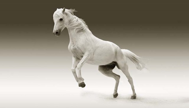 Pourquoi rêver de cheval blanc ?