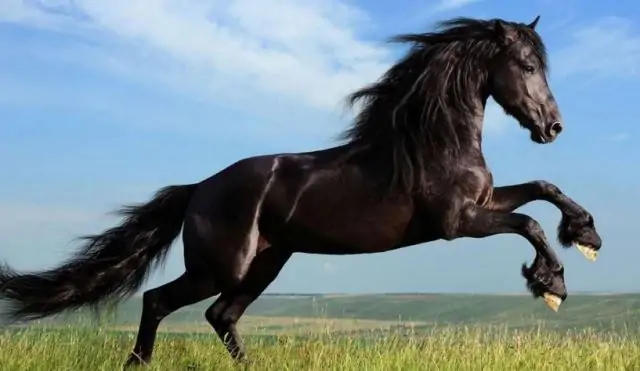 Pourquoi rêver de cheval noir ?