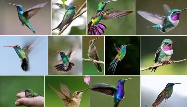 Pourquoi rêver de colibri ?