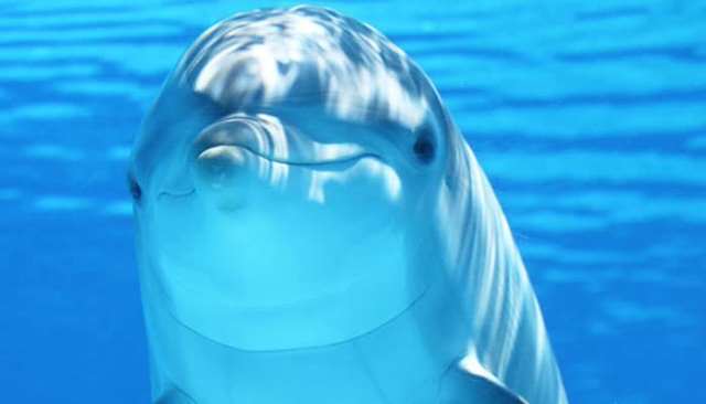 Pourquoi rêver de dauphin ?