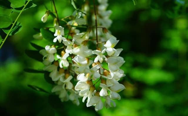 Rêver de fleurs d'acacia : quelles interprétations et significations ?