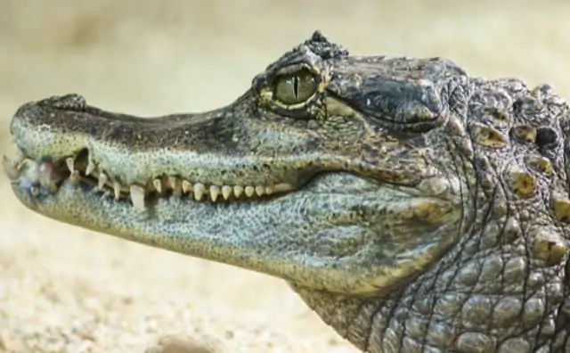 Pourquoi rêver d'alligator ?