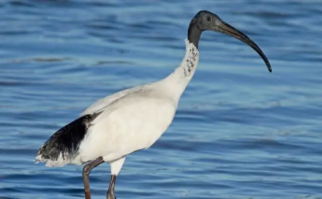 Pourquoi rêver d'ibis ?