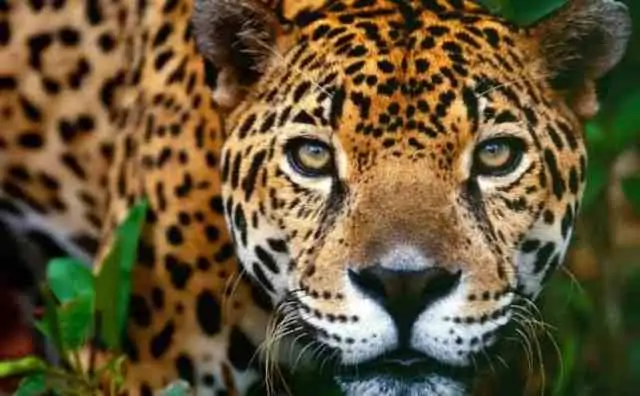Pourquoi rêver de jaguar ?