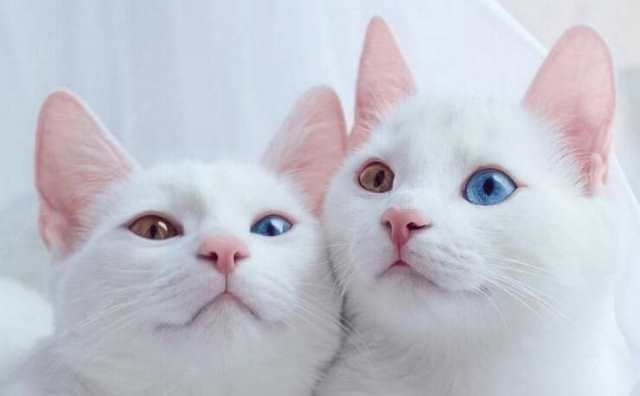 Pourquoi j'ai rêvé de chats blancs ? 