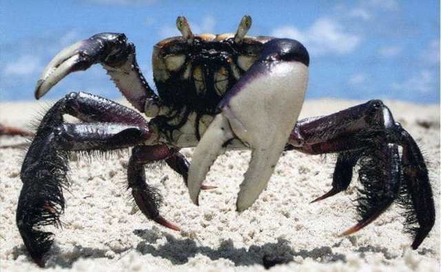rêver de crabe