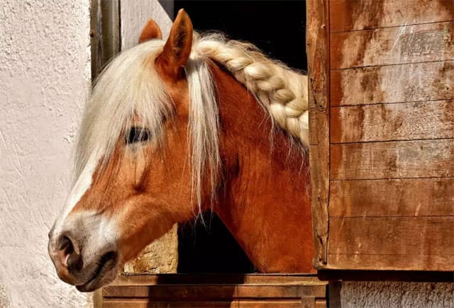 Quelle est la signification authentique d'un rêve de cheval de compétition?