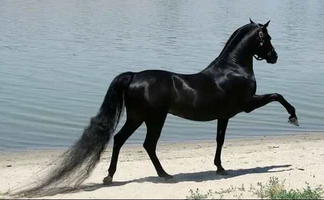 Comment bien interpréter un rêve de cheval noir ?