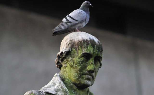 Rêver de caca de pigeon - Quelles significations ?
