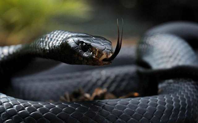 Rêver de serpent noir : Quelles significations ?
