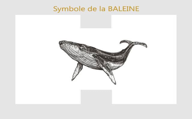 Baleine : Symboles et signification