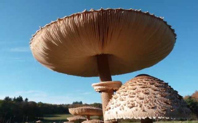 Pourquoi rêver de champignon géant ?