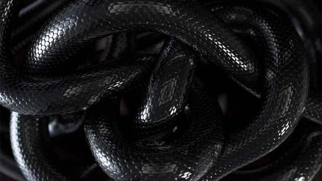 Rêver de plusieurs serpents noirs : 