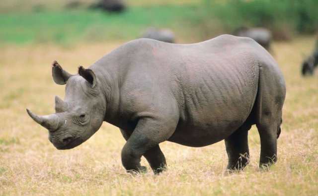 rêver de rhinocéros