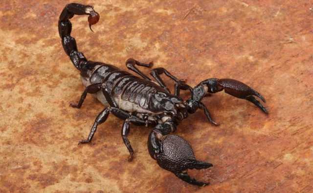 Rêver de scorpion en Islam