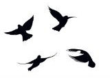 Symbole oiseaux et amitié : 