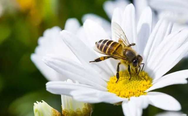 Symboles de l'abeille et signification