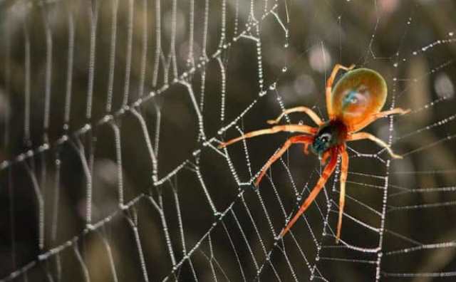 Symbolisme de l'araignée et ses définitions