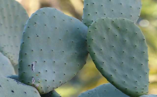 Cactus : symboles et significations