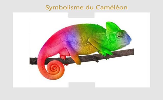 Caméléon : symbole spirituel et signification