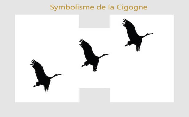 Cigogne : symboles et signification