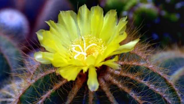 Fleur de cactus et sa signification : 
