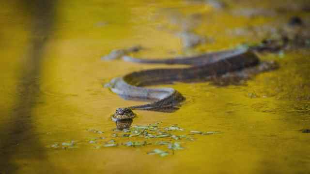Rêver de serpents dans une eau sale : 