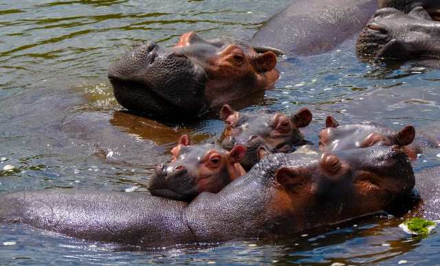 Rêver de bébé hippopotame : comment l'interpréter ? 