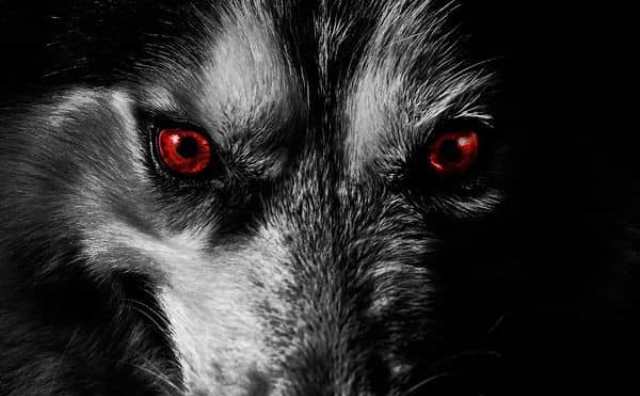Pourquoi rêver de loup aux yeux rouges ?