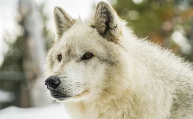 Pourquoi rêver de loup blanc ?