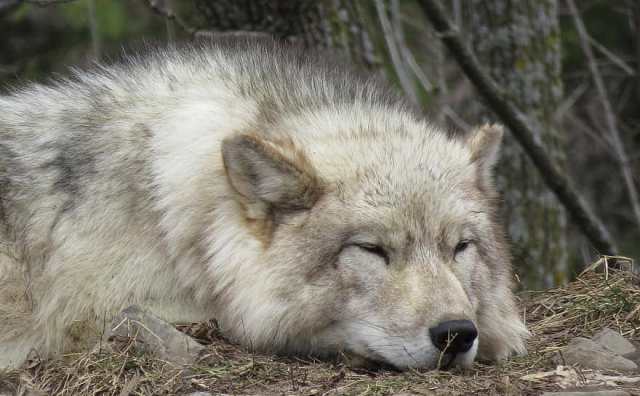 Pourquoi rêver de loup endormi ?