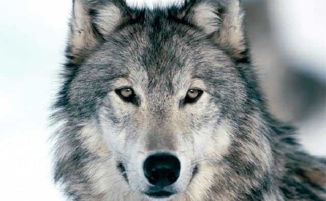 Pourquoi rêver de loup gris ?