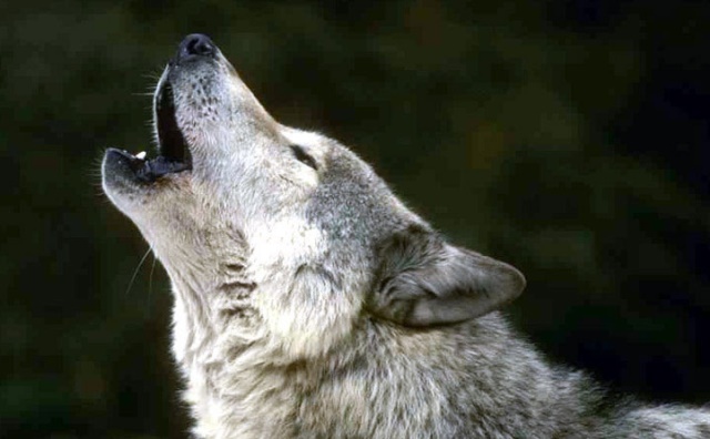 Pourquoi rêver de hurlements de loup ?
