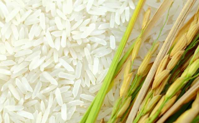Pourquoi rêver de riz blanc ?