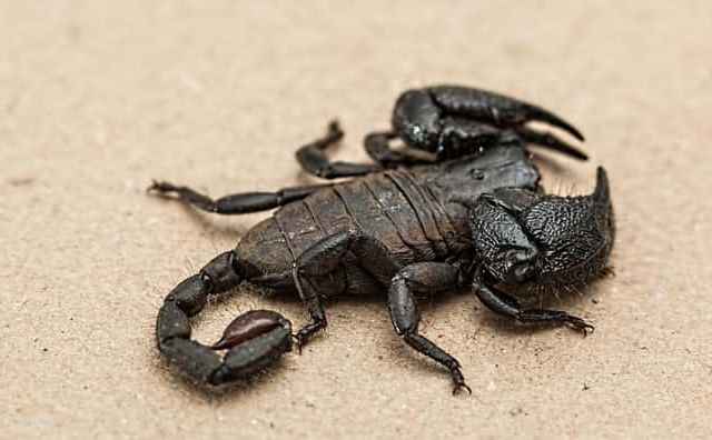 Pourquoi rêver de scorpion noir ?