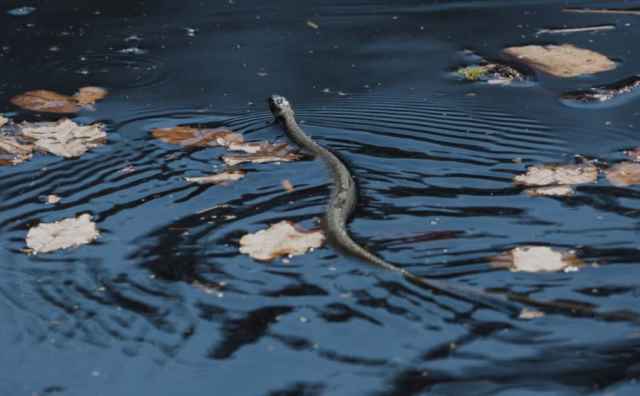 Pourquoi rêver de serpent dans l'eau ?