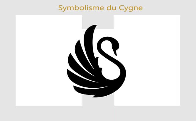Cygne : symboles et signification