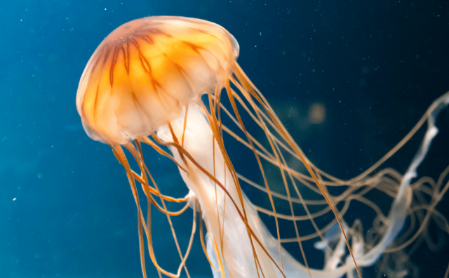 Pourquoi rêver d'avoir peur des méduses ?
