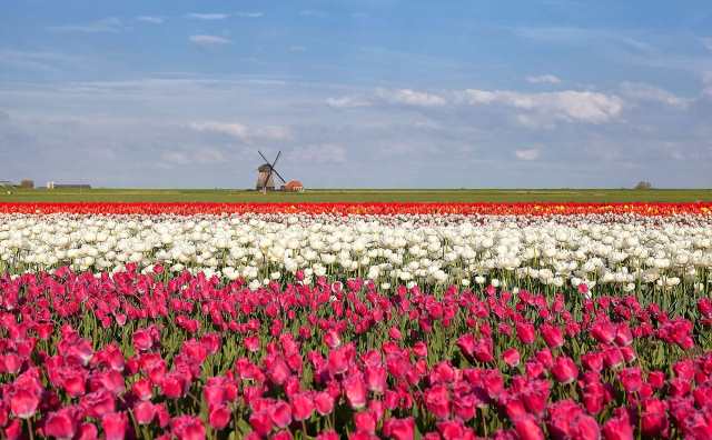 Pourquoi rêver de champ de tulipes ?