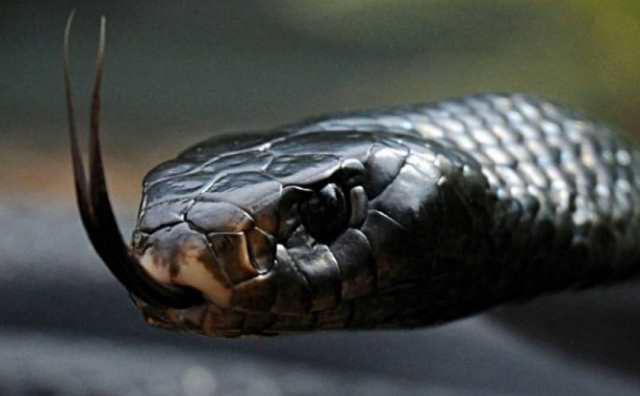 Le rêve de cobra noir: nos explications