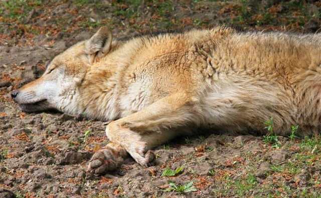 Pourquoi rêver de loup malade ?