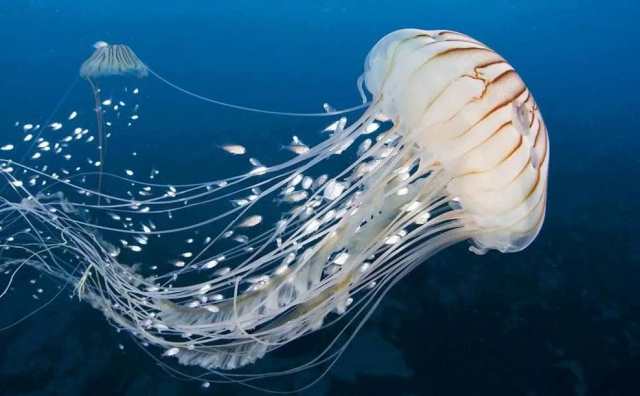 Comment bien interpréter rêver de méduse ?