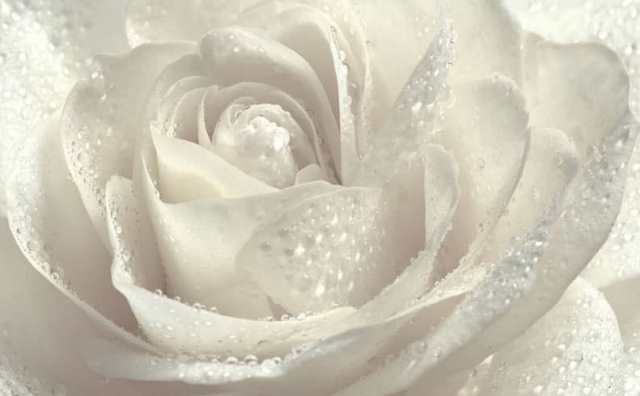Pourquoi rêver de roses blanches ?