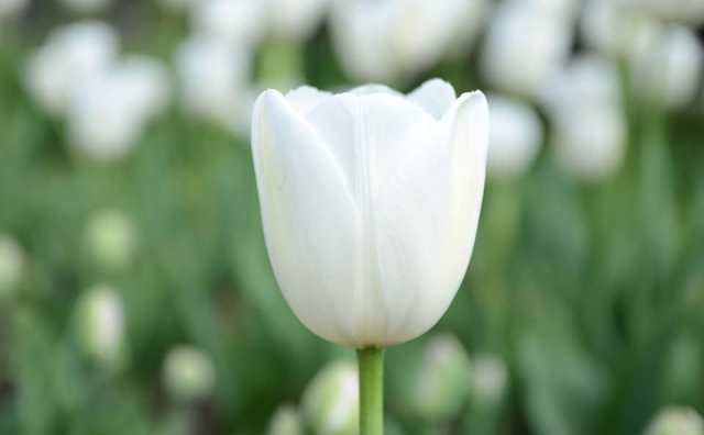 Pourquoi rêver de tulipe blanche ?